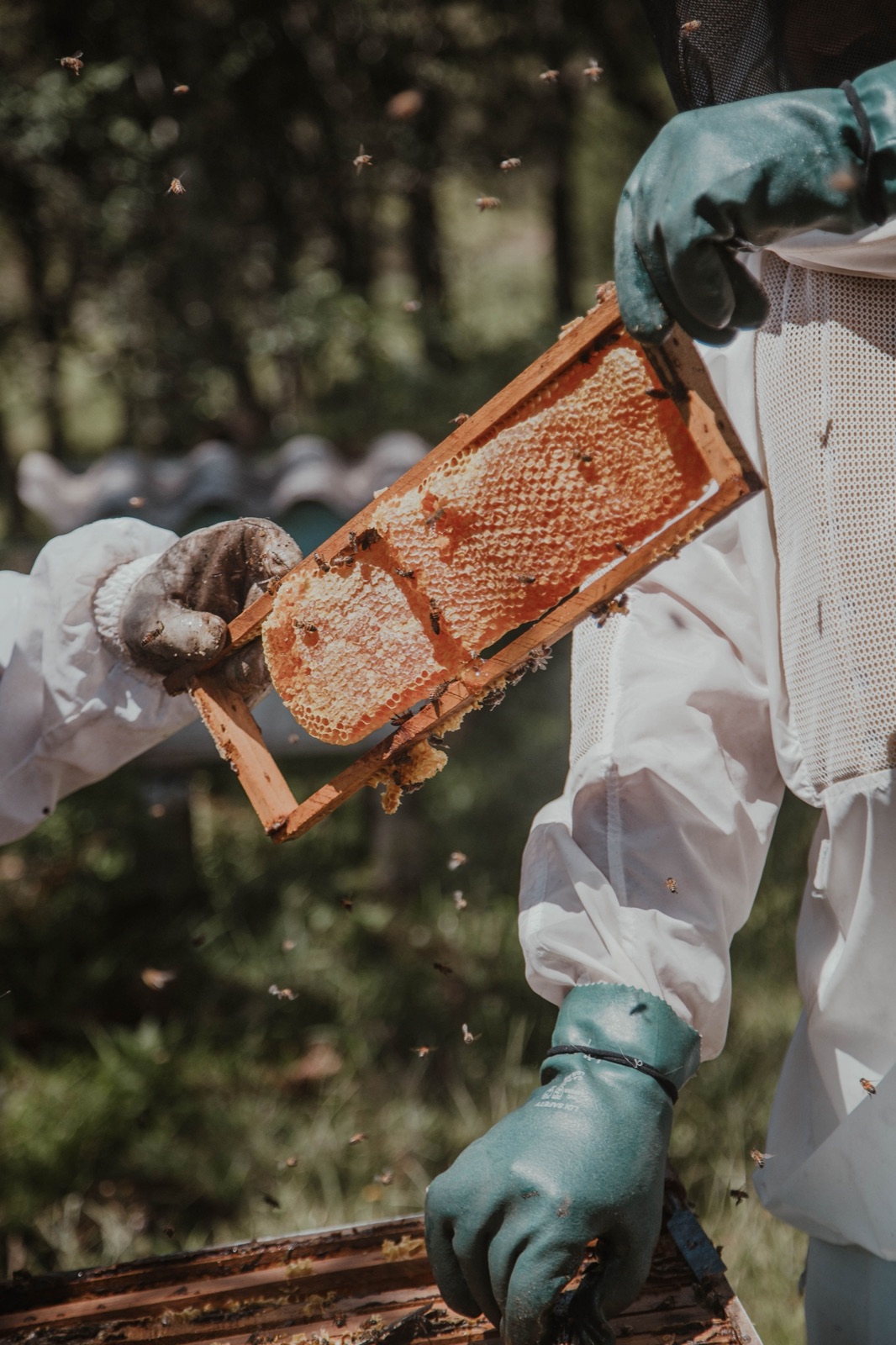 Двоє бджолярів у захисних костюмах оглядають рамку із запечатаними сотами
